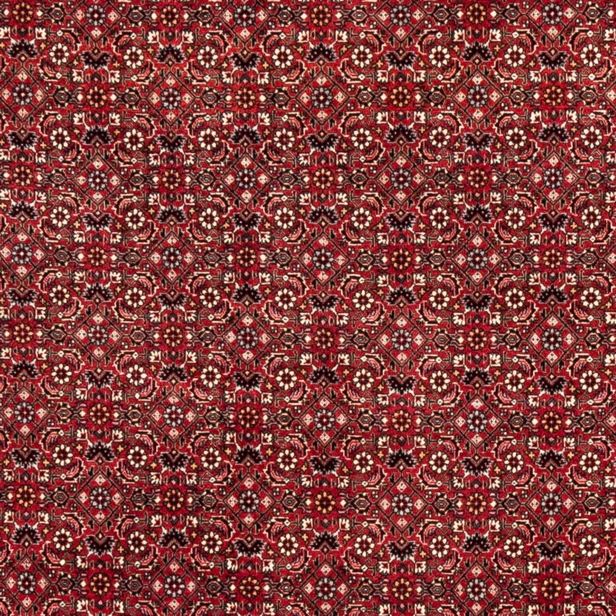 Perserteppich - Bidjar - 238 x 178 cm - rot