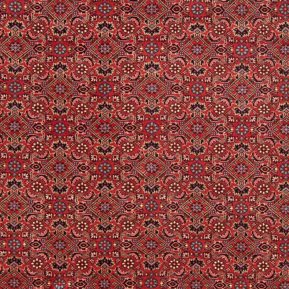 Perserteppich - Bidjar - Royal - 296 x 197 cm - rot