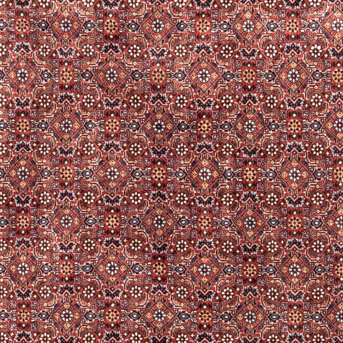 Perserteppich - Bidjar - Royal 306 x 204 cm