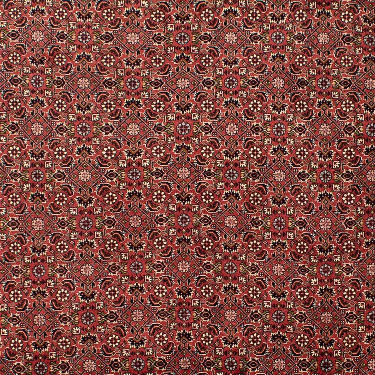 Perserteppich - Bidjar 310 x 196 cm