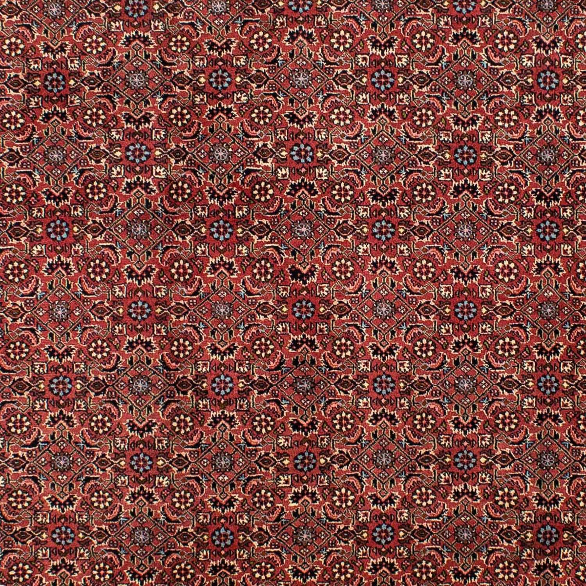 Perserteppich - Bidjar 300 x 200 cm