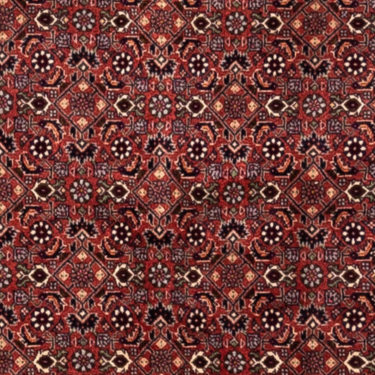 Perserteppich - Bidjar - Royal 293 x 200 cm - rot