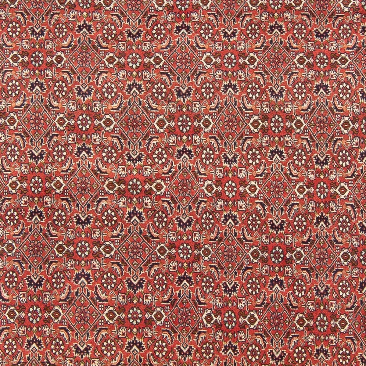 Perserteppich - Bidjar - Royal - 305 x 200 cm - rot