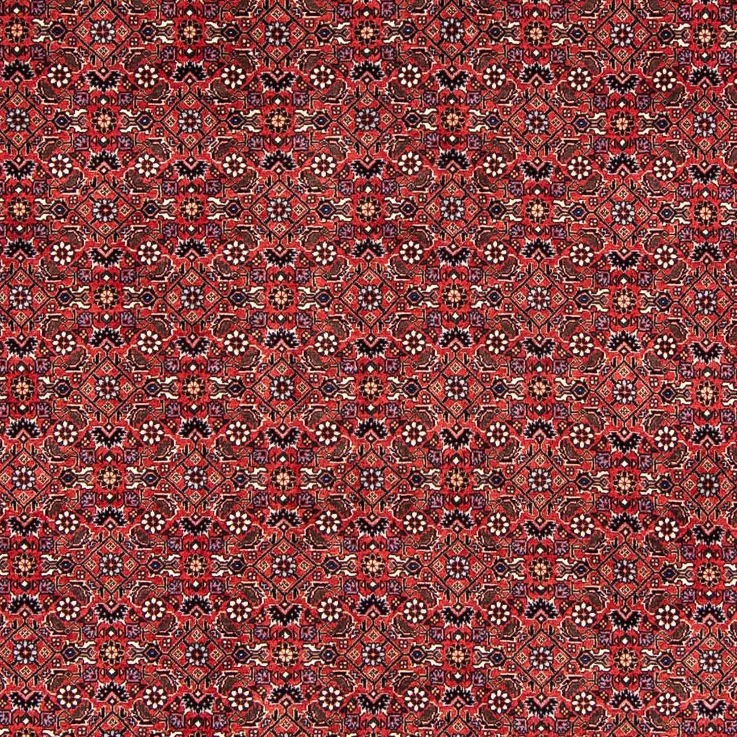 Perserteppich - Bidjar 243 x 173 cm