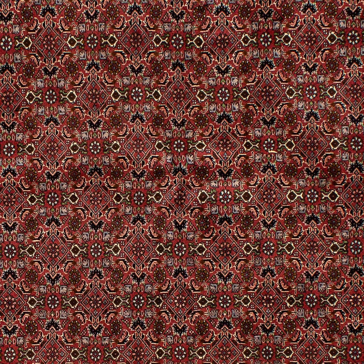 Perserteppich - Bidjar 245 x 177 cm