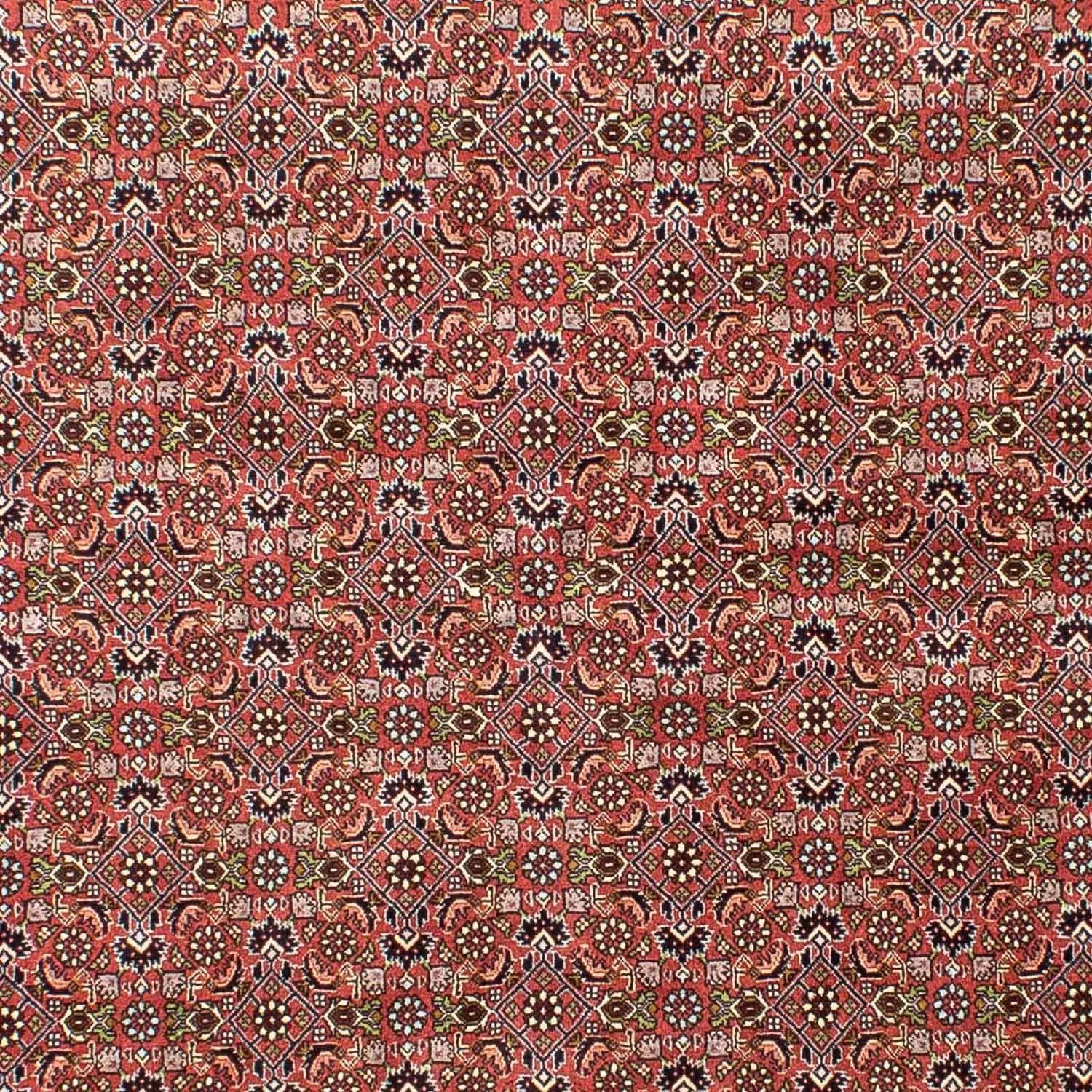 Perserteppich - Bidjar 251 x 172 cm