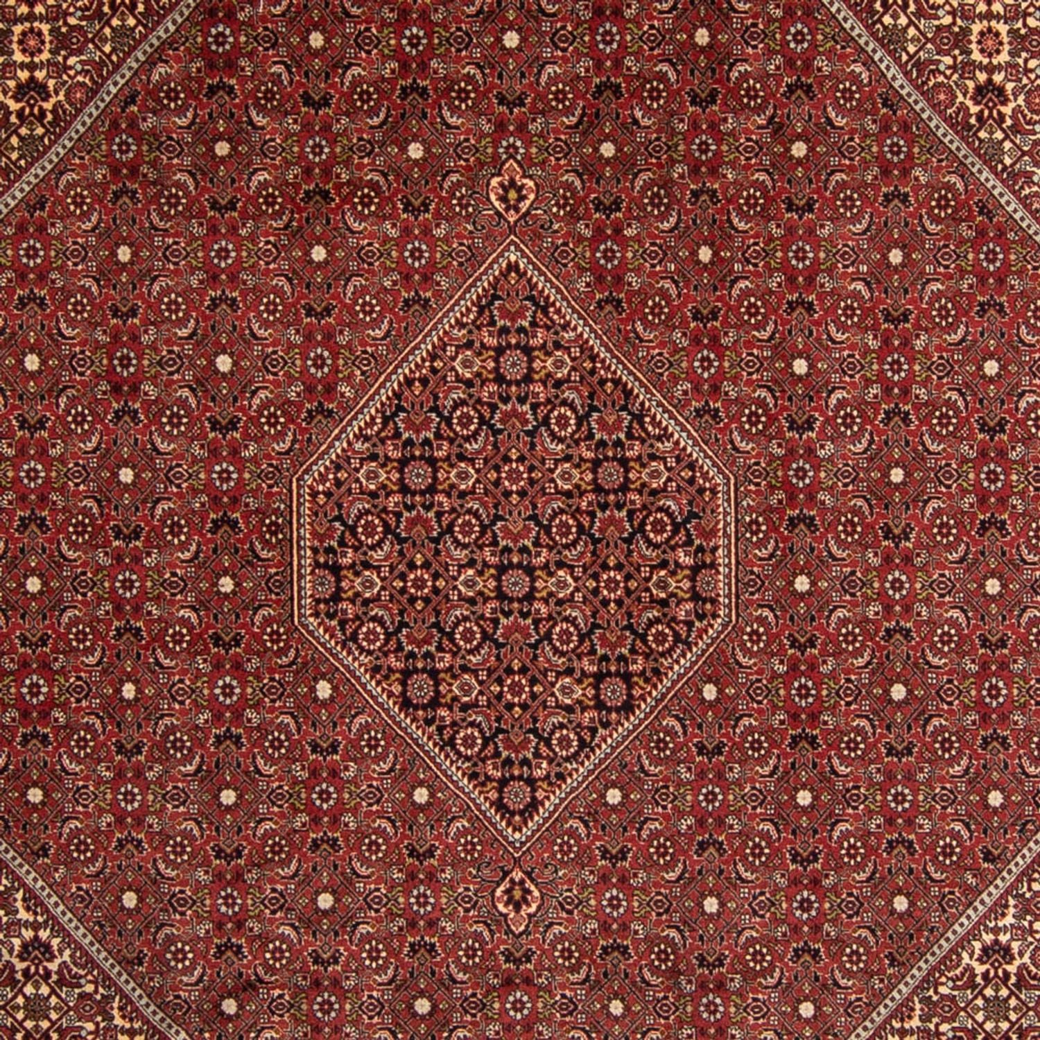 Perserteppich - Bidjar 345 x 247 cm