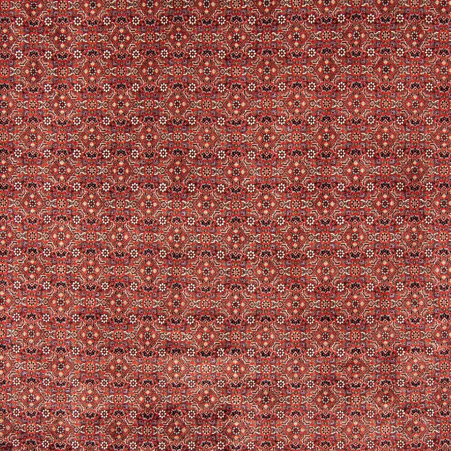 Perserteppich - Bidjar 403 x 298 cm