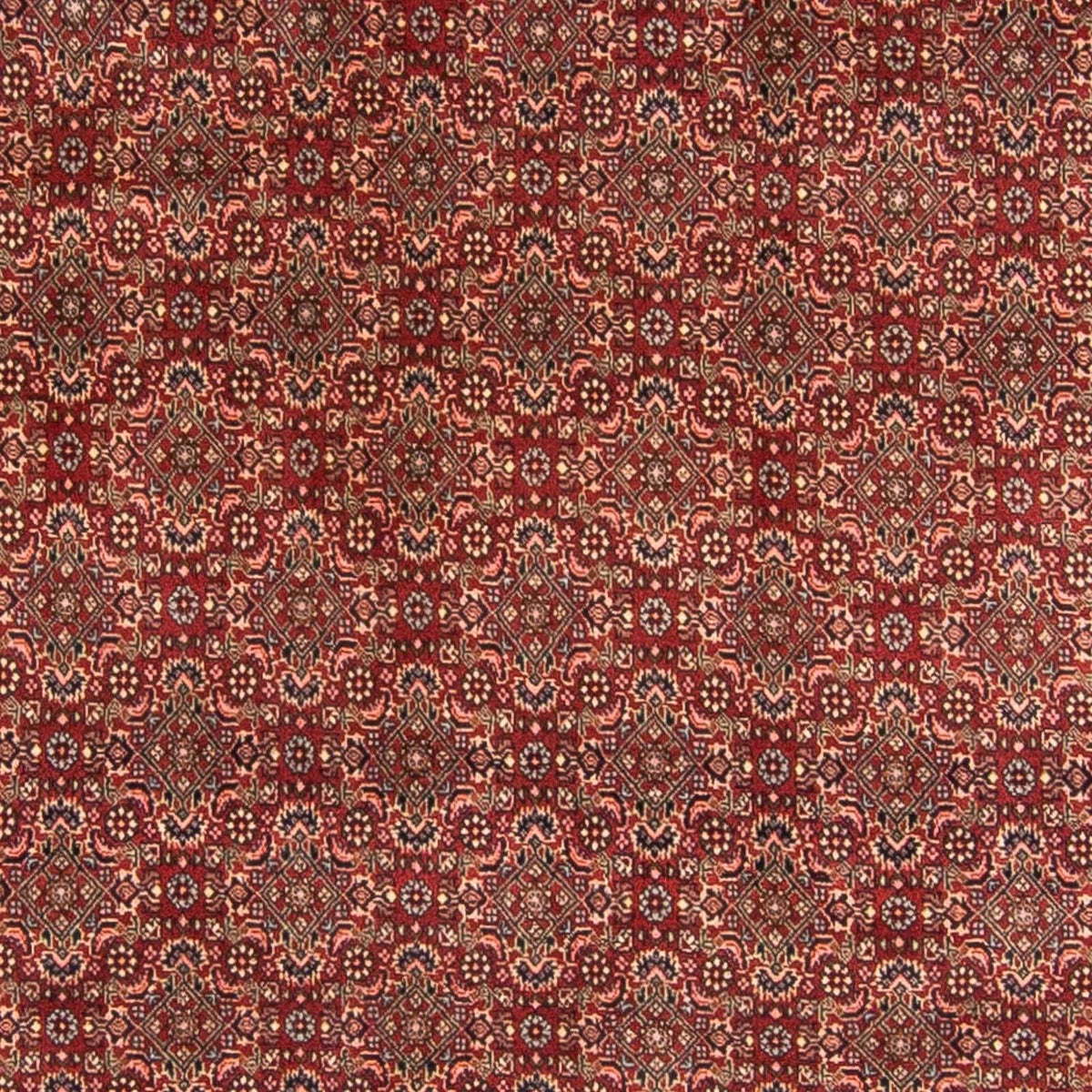 Perserteppich - Bidjar 298 x 200 cm